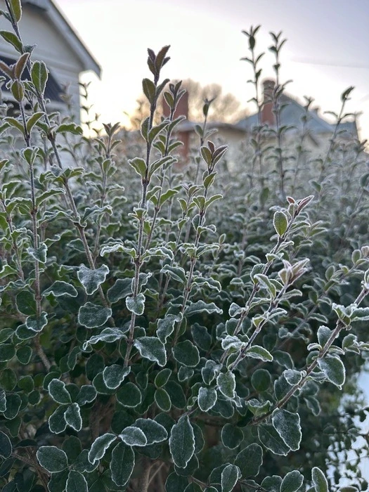 frosted plants